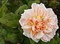 ‘Evelyn’, David Austin, 1991