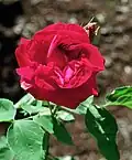 ‘Général Jacqueminot’, Roussel/Rousselet, 1853