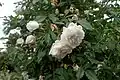 ‘Indica Major’, Chinarose, ?