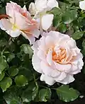 ‘Johann Strauss’, Meilland, 1993