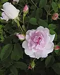 ‘La Noblesse’, Pastoret/Soupert & Notting, vor 1856