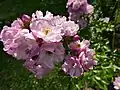 ‘Lavender Siluetta’, Kordes, 2019