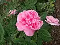 ‘Lydia Grimm’, Geduldig, 1907