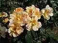 ‘Maigold’, Kordes, 1953