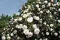 ‘Manning’s Blush’, vor 1797