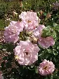 ‘Marie Victorin’, Ian S. Ogilvie/Felicitas Svejda, 1983