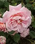‘Nymphenburg’, Kordes, 1954