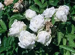 'Pâquerette', 1875