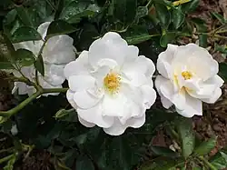 2014