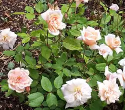 ‘Perle d’Or’, Joseph Rambaux/Francis Dubreuil, 1875/1883