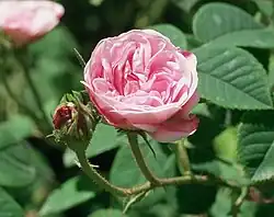 'Petite Lisette', 1817