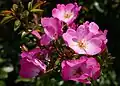 ‘Phlox Meidiland’, Meilland, 2000