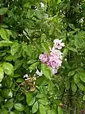 ‘Professor C. S. Sargent’, Hoopes & Thomas, 1903
