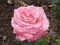 ‘Rosa Traum’, Kordes, 1974