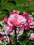 Rosa ‘Rosenprofessor Sieber’