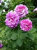 ‘Russelliana’, Cormack & Sinclair, < 1826