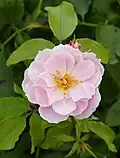 ‘Sourire Rose’, Lens, 1996