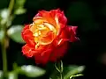 Rosa ‘Speelwork’