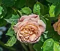 ‘Tamora’, David Austin, 1983
