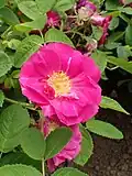 ‘Portland-Rose’, Portland, 1775