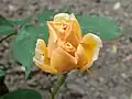 ‘William Allen Richardson’, Veuve Ducher, 1878