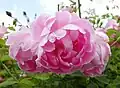 ‘Windflower’, Austin, 1997