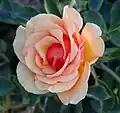 ‘Anne Harkness’, Harkness, 1979