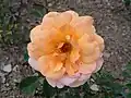 ‘Aurea’, Meilland, 1987
