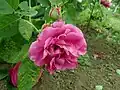 'Beauté de Versailles'