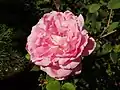 ‘Beverly’, Kordes, 1999