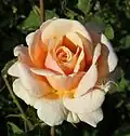 ‘Diamond Jubilee’, Boerner, 1947