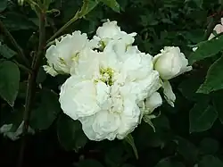 'Edith de Murat', 1858