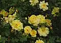 ‘Harrisons Yellow’, George Folliott Harrison, um 1824