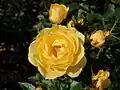‘House Beautiful’, Harkness, vor 1994
