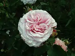 'Mrs. Paul', 1891