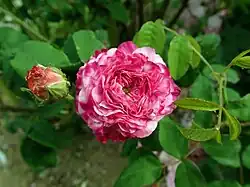 'Nubienne', 1825