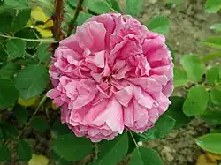 'Paeonia', 1855