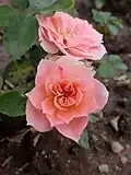 ‘Pink Meillandina’, Meilland, 1980