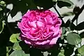 ‘Reine des Violettes’, Mille-Mallet, 1860