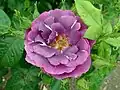 ‘Rhapsody in Blue’, Cowlishaw, vor 1999