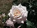 ‘Rosenfaszination’, Kordes, 2013
