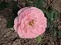 ‘Silver Pink’, Louis Lens, 1990