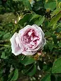 'Sœur Marthe', 1848