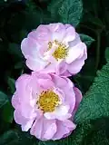 ‘St. Nicholas’, Rosa damascena, Robert James, 1950
