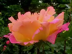 2005