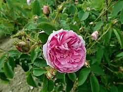 ‘Zaïre’, Vibert, 1849