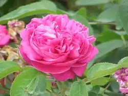 Das ätherische Öl von Rosa damascena enthält Nonadecan und Heneicosan