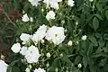 ‘Temple Musk’, Rosa moschata, Unbekannt