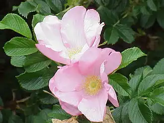 ‘Dagmar Hastrup’, Poulsen, 1914