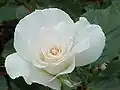 ‘Margaret Merril’, Harkness, 1980